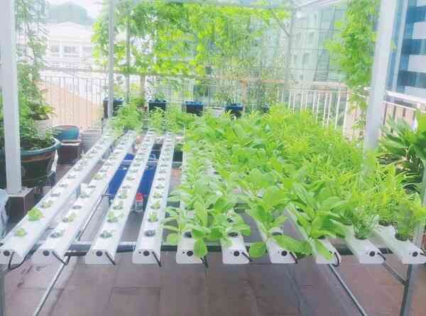 Cách trồng và chăm sóc rau thủy canh tĩnh đơn giản tại nhà